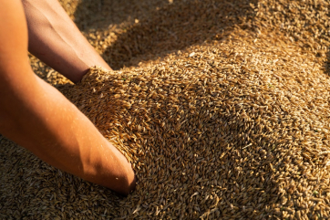 Союз экспортёров зерна назвал главных импортёров пшеницы из РФ